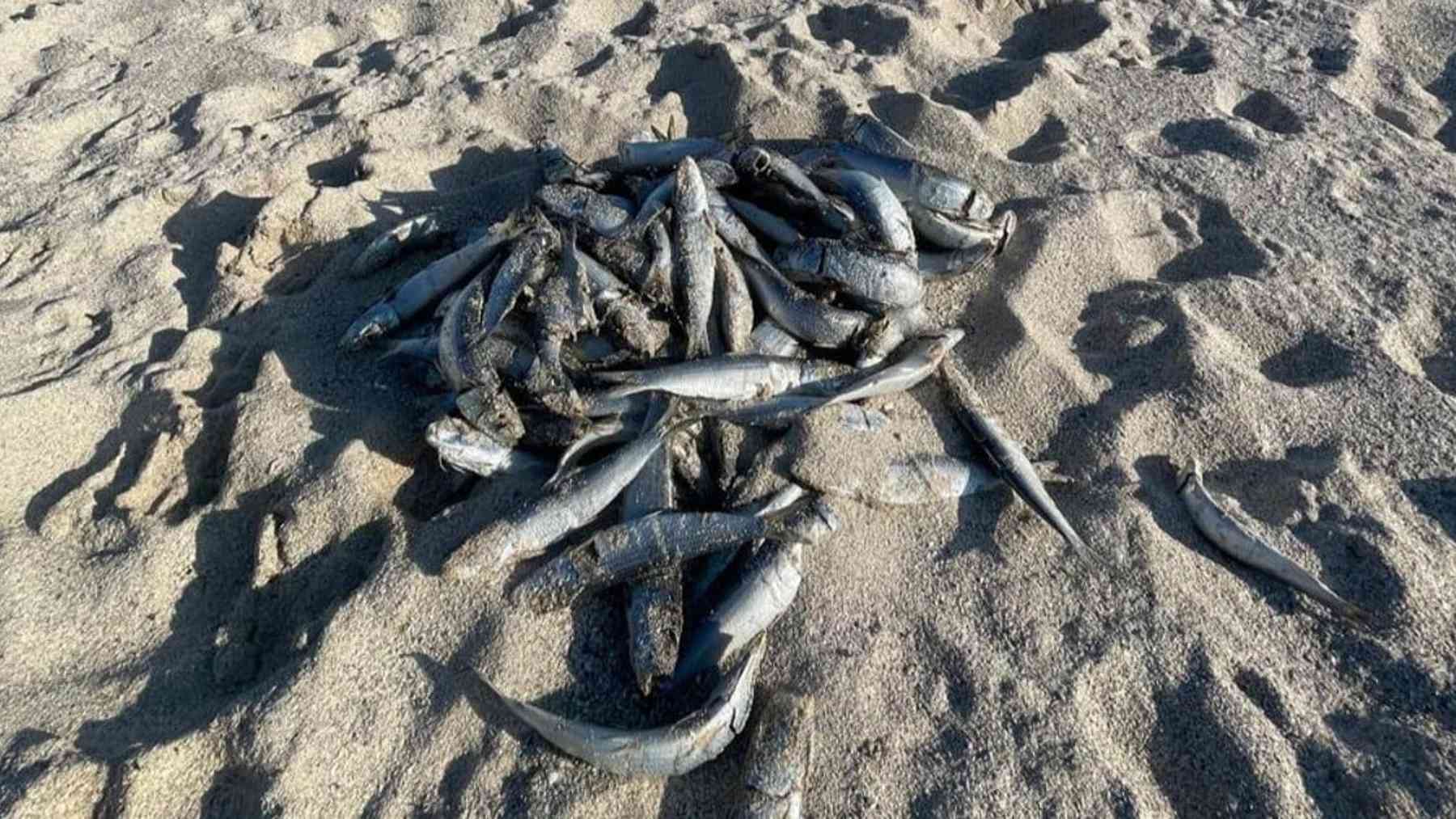 Fish clogged the seawater intake at a 1,860 megawatt nuclear station on South Africa's coast, and a cooling pump shut itself off for days 1 Dead sardines clogging a nuclear plant's seawater intake screen near Cape Town, 1 860 megawatt