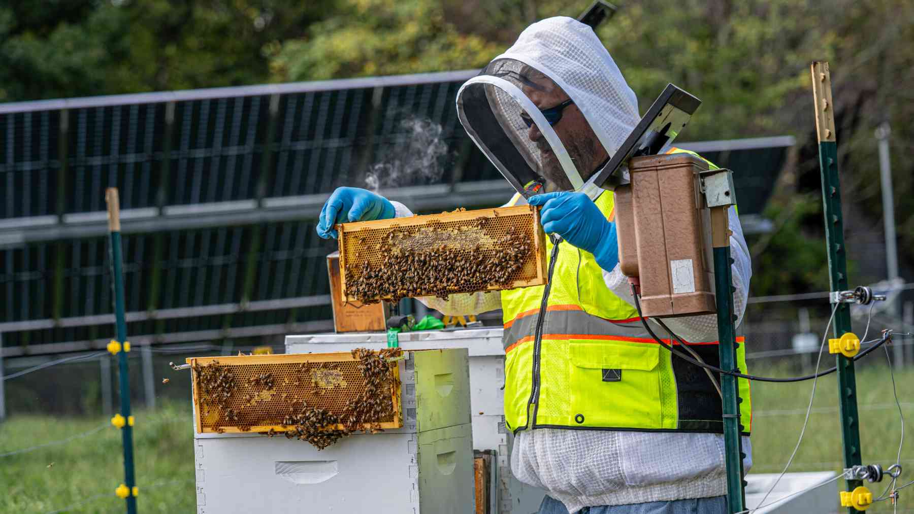 A 13 acre Virginia solar field sized to power about 400 homes now also carries four beehives, and the roughly 180,000 honeybees inside them forage for miles across the farmland beyond its fence 1 Beekeeper lifts a hive frame beside solar panels at a Virginia solar farm honeybees pollinate, 13 acre virginia