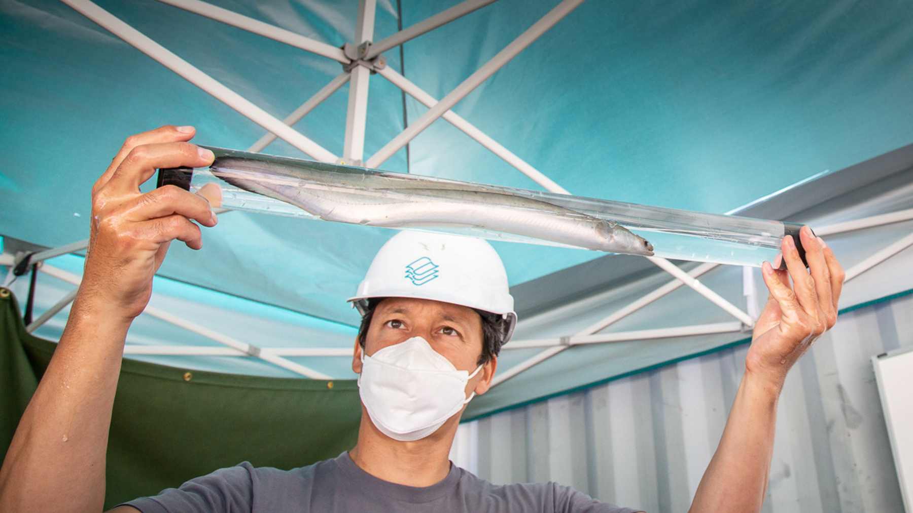 131 eels went through a compact hydropower turbine built for canals, and every single one swam out alive