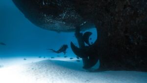 A 499 ton tuna freighter flipped upside down off Noonu Atoll, and it took weeks of airbag work before sharks and turtles moved in 6 Divers righting the flipped tuna freighter hull with ropes and lift bags underwater, tuna freighter flipped