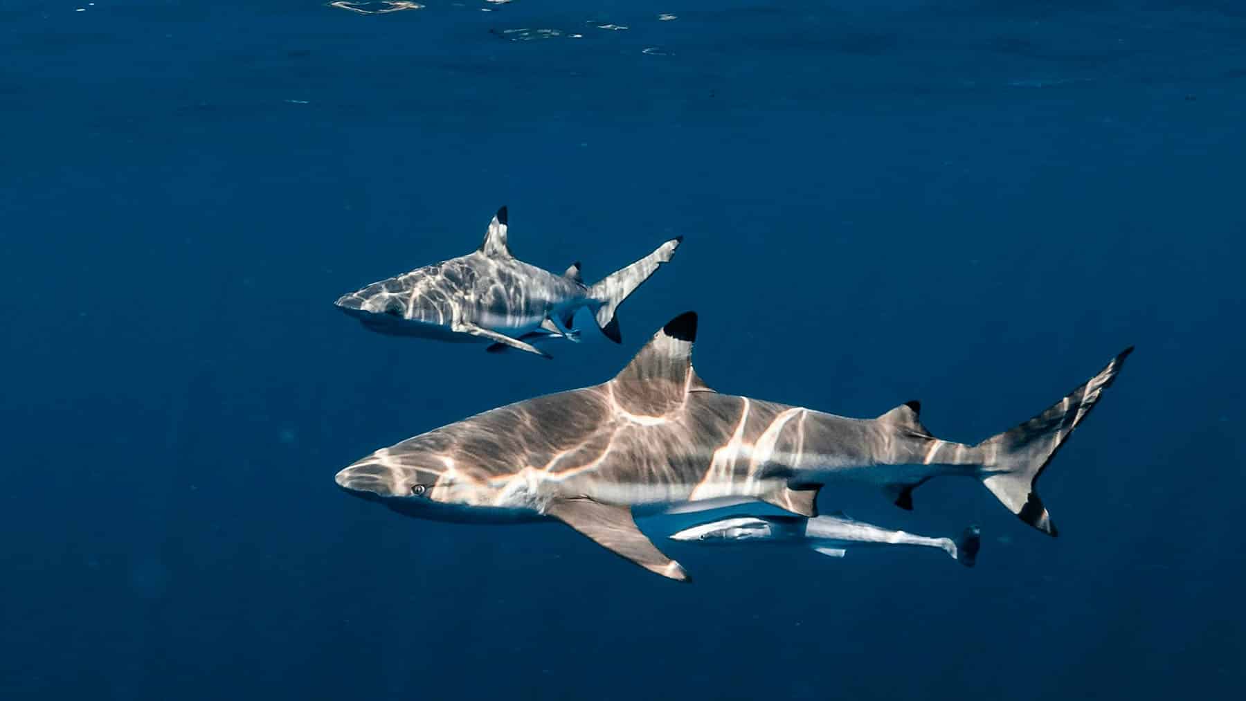 ocean sharks