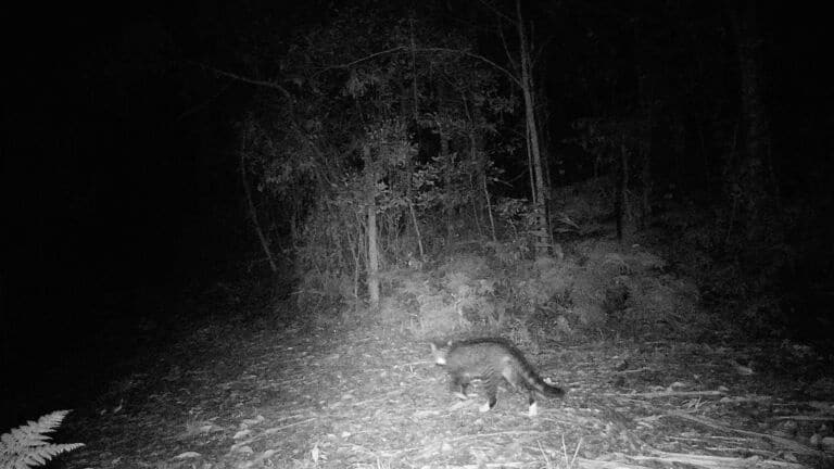 native wildlife