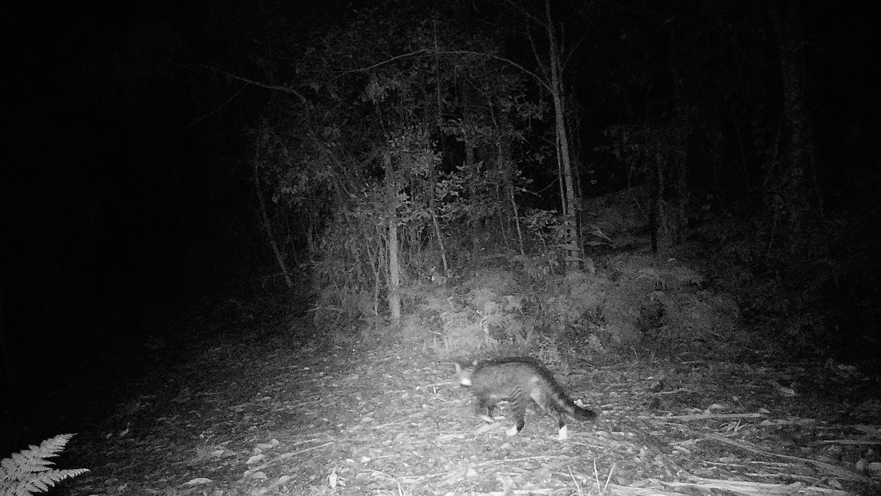 native wildlife