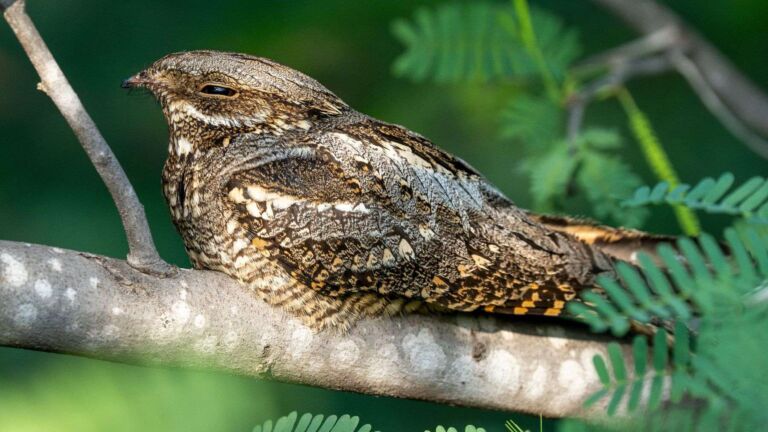 Biologists caught a migrant bird flapping its wings like a bat and found evolution made a trade off no one expected