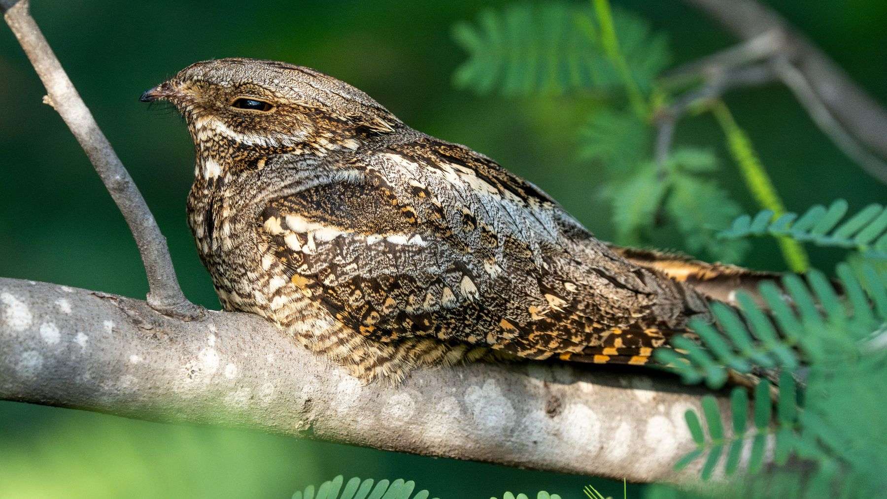 Biologists caught a migrant bird flapping its wings like a bat and found evolution made a trade off no one