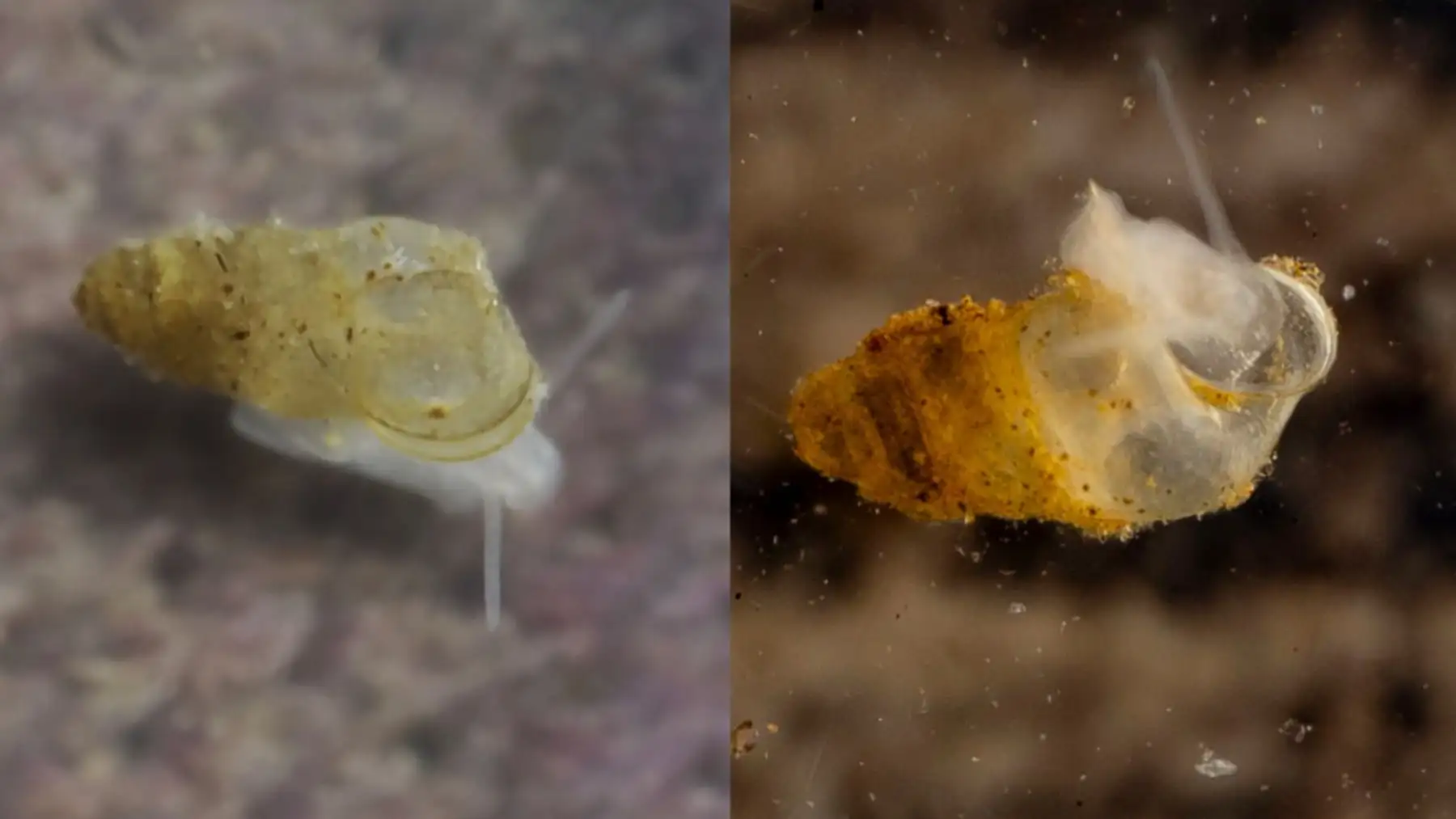 Biologists found a blind, “ghostlike” snail hiding in a flooded Chinese mountain cave, and only three of them were alive