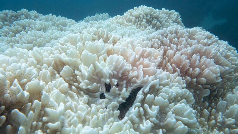 Bleached corals on the brink of death came back to life after a brief handshake with their healthy twins