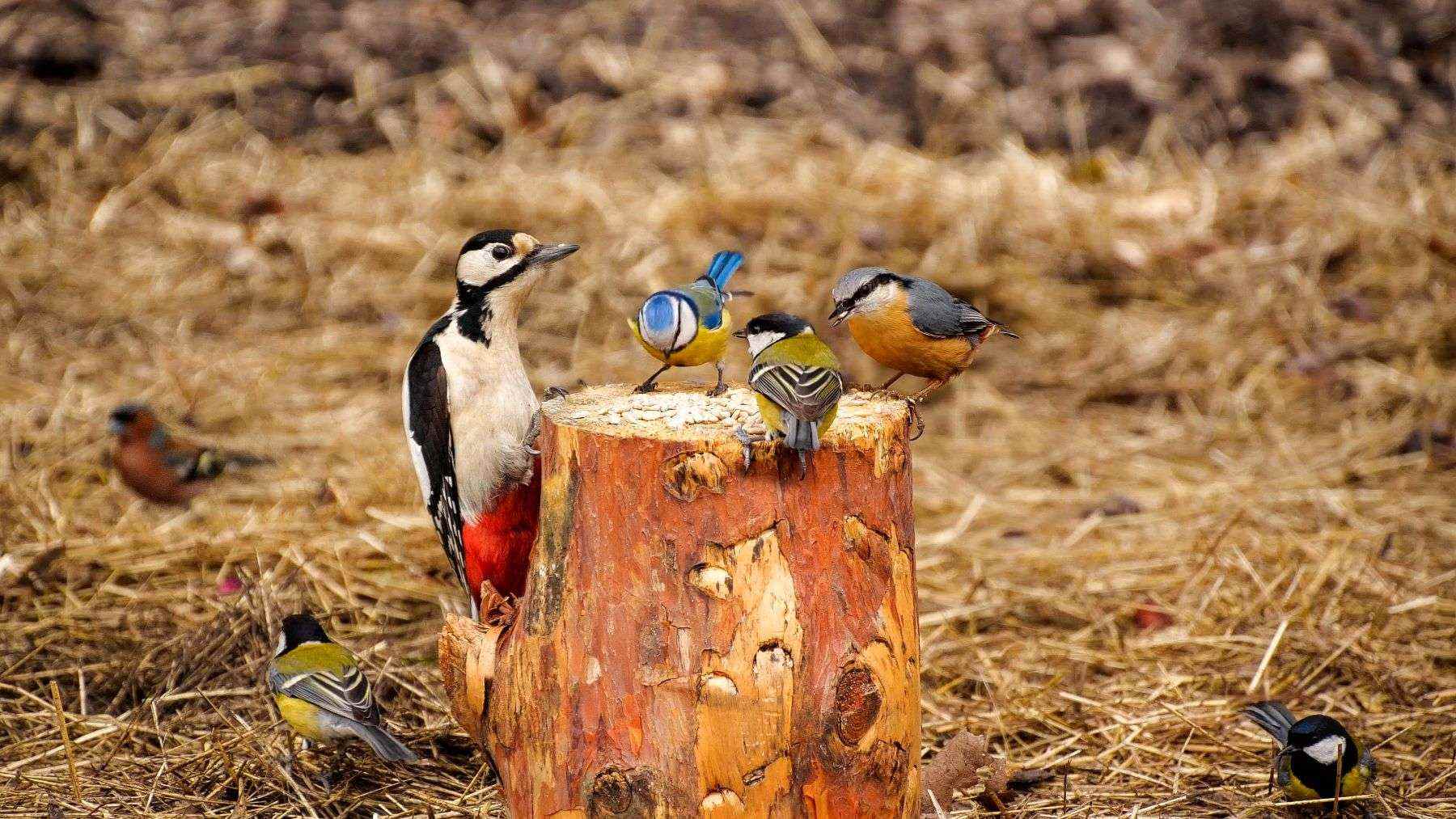 Cornell’s offline phone app can identify 8,927 bird species and hundreds of other animals without cell service 1 bird sound