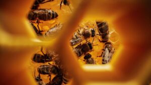 Honey bees are acting like "bouncers" at flowers, muscling out wild pollinators in ways scientists never fully measured before 3 Honey bees are acting like bouncers at flowers muscling out wild pollinators in ways scientists never fully measured before