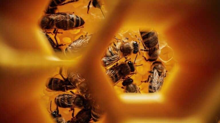 Honey bees are acting like bouncers at flowers muscling out wild pollinators in ways scientists never fully measured before