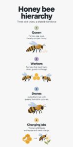 Honey bees are acting like "bouncers" at flowers, muscling out wild pollinators in ways scientists never fully measured before 2 INFG Honey bees are acting like bouncers at flowers muscling out wild pollinators in ways scientists never fully measured before