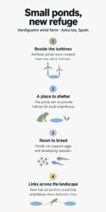 In Spain’s Asturias mountains, small ponds dug beside two wind turbines could give local amphibians new refuge and passage 2 INFG In Spains Asturias mountains small ponds dug beside two wind turbines could give local amphibians new refuge and passage