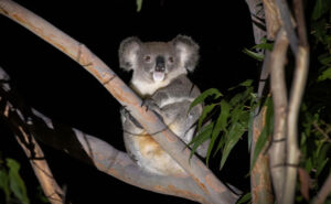At Queensland’s Curramore sanctuary, ten AI camera traps send fox and feral-cat alerts over 4G within minutes 2 INT At Queenslands Curramore sanctuary ten AI camera traps send fox and feral cat alerts 1