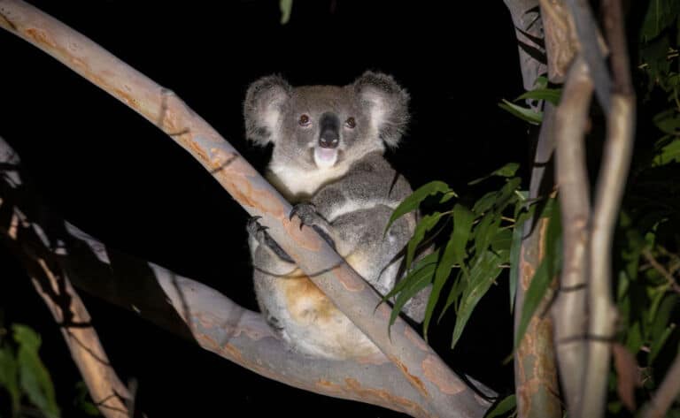 At Queensland’s Curramore sanctuary, ten AI camera traps send fox and ...