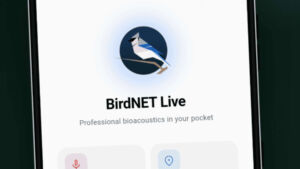 Cornell’s offline phone app can identify 8,927 bird species and hundreds of other animals without cell service 2 INT Cornells offline phone app can identify 8927 bird species and hundreds of other animals without cell service