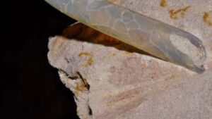 Sitting forgotten in a museum drawer for decades, a "barrel-shaped oddity" from Wyoming just upended 200 years of squid science 2 INT Sitting forgotten in a museum drawer for decades a barrel shaped oddity from Wyoming just upended 200 years of squid science