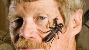A 4 point pain scale came from one man letting insects sting his own skin, where two of the three at the top are wasps and the ant wins only on time 12 Justin insect men face