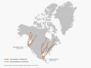 Thirty migrating monarchs in Wisconsin received solar-powered tags that nearby smartphones can detect during their journeys 2 MAP Thirty migrating monarchs in Wisconsin received solar powered tags that nearby smartphones can detect during their journeys