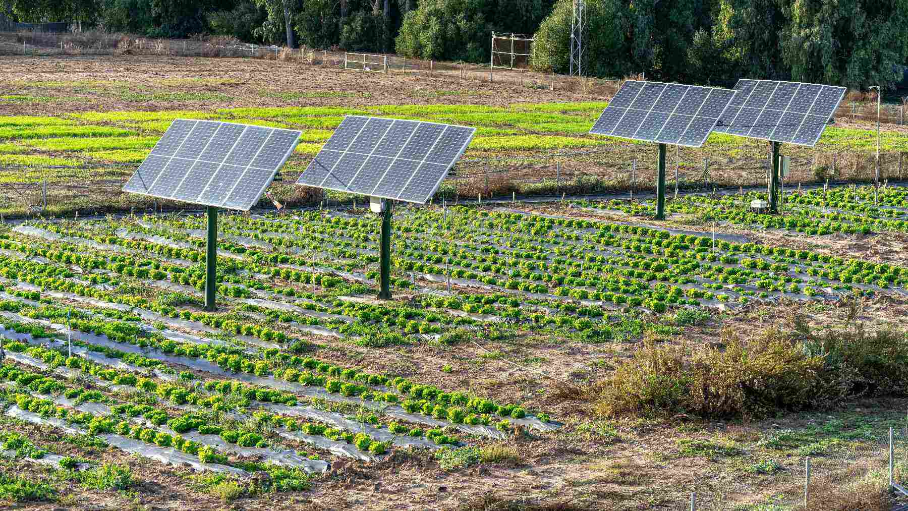 New York college plans 1.2–1.5 MW of elevated solar panels above cattle pasture and corn, with room for harvesters 1 agrivoltaic farm