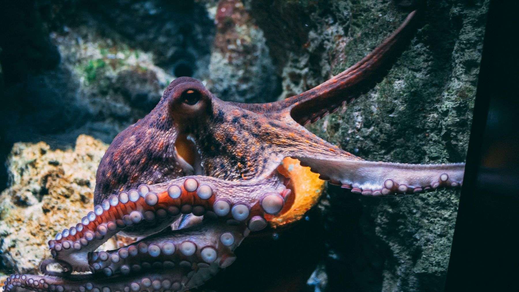 Octopuses have three hearts and complex nervous systems and scientists have found new clues to their intelligence in folded DNA