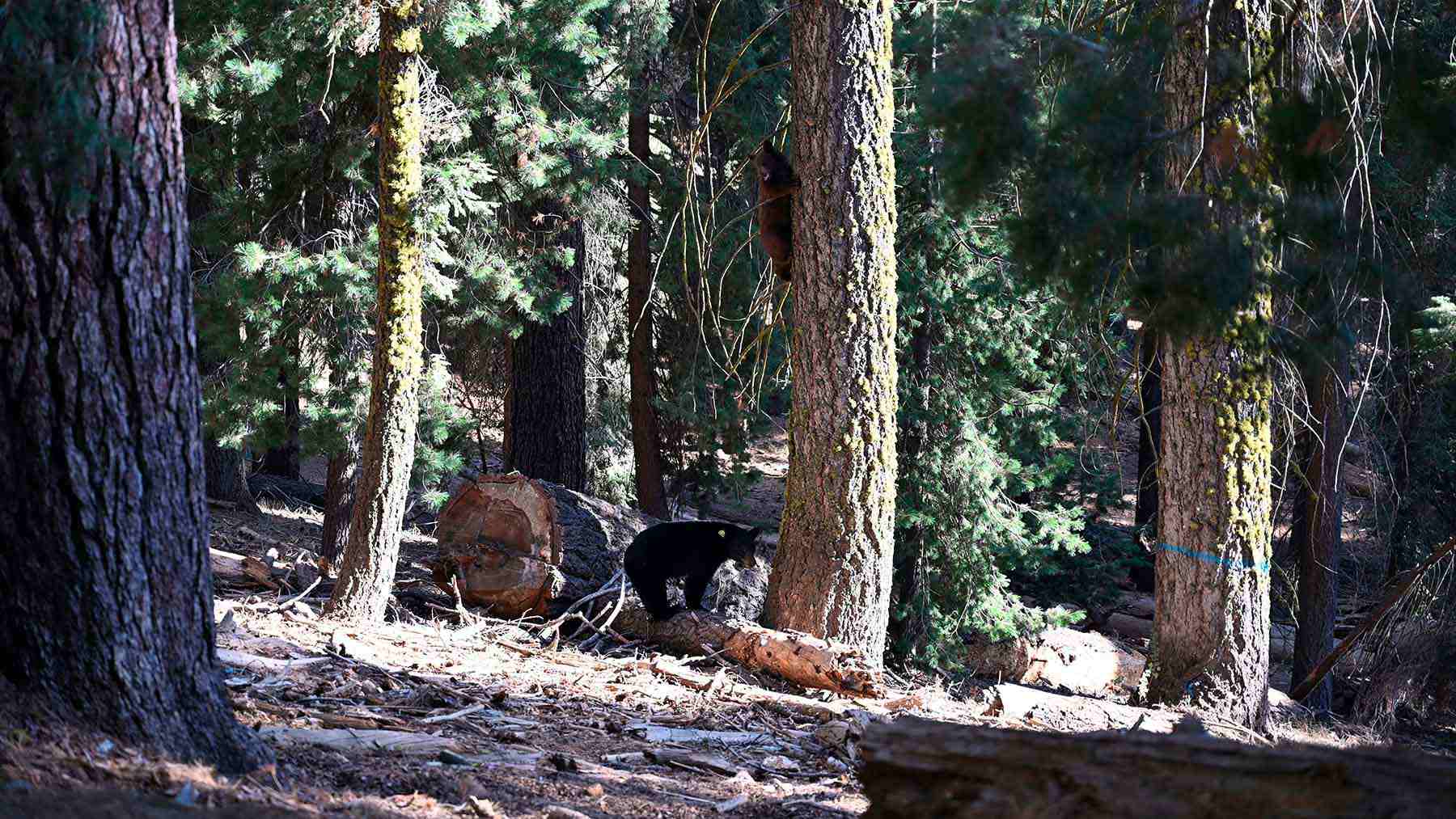 Bears guarded an elk carcass during the Paradise Fire until firefighters removed it by helicopter 1 bear hazard