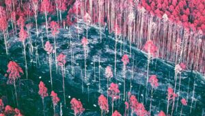Rediscovered after 30 years of neglect, a forgotten Australian forest experiment overturned what scientists thought they knew about logging, carbon storage, and wildlife survival and the trees themselves held the proof all along 14 Rediscovered after 30 years of neglect a forgotten Australian forest experiment overturned what scientists thought they