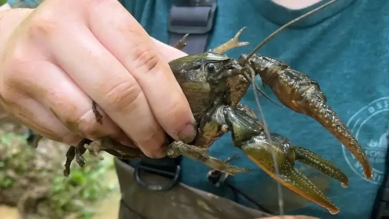 Scientists chasing a "monster" crayfish stumbled onto a size mystery hiding in plain sight across North America 6 Scientists chasing a monster crayfish stumbled onto a size mystery hiding in plain sight across North America