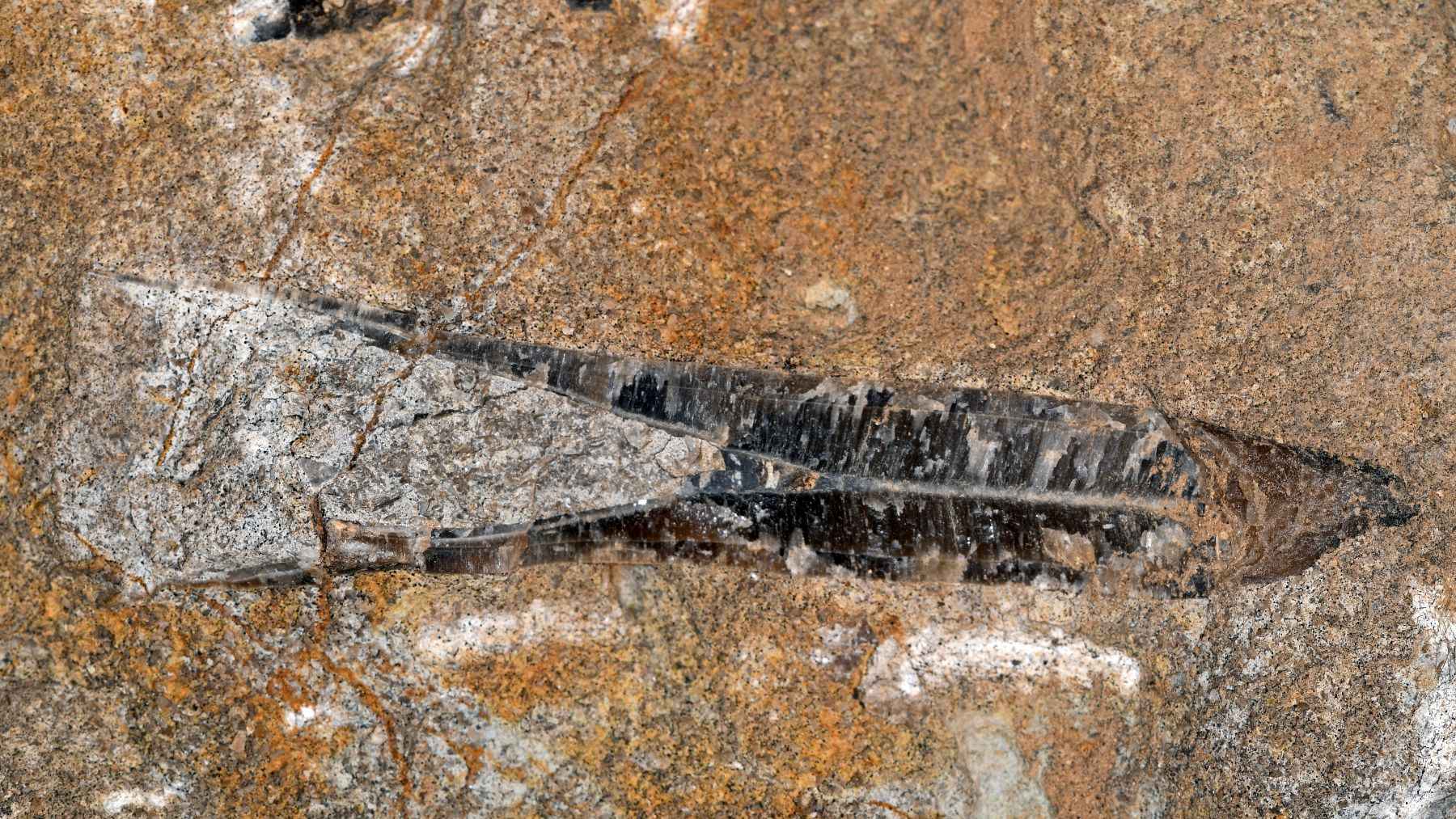 Sitting forgotten in a museum drawer for decades, a "barrel-shaped oddity" from Wyoming just upended 200 years of squid science 1 Sitting forgotten in a museum drawer for decades a barrel shaped oddity from Wyoming just upended 200 years of squid science