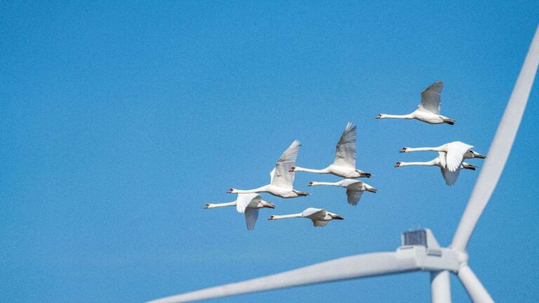 Birds and a wind turbine