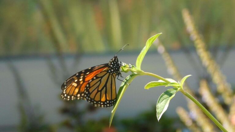 monarch tagging