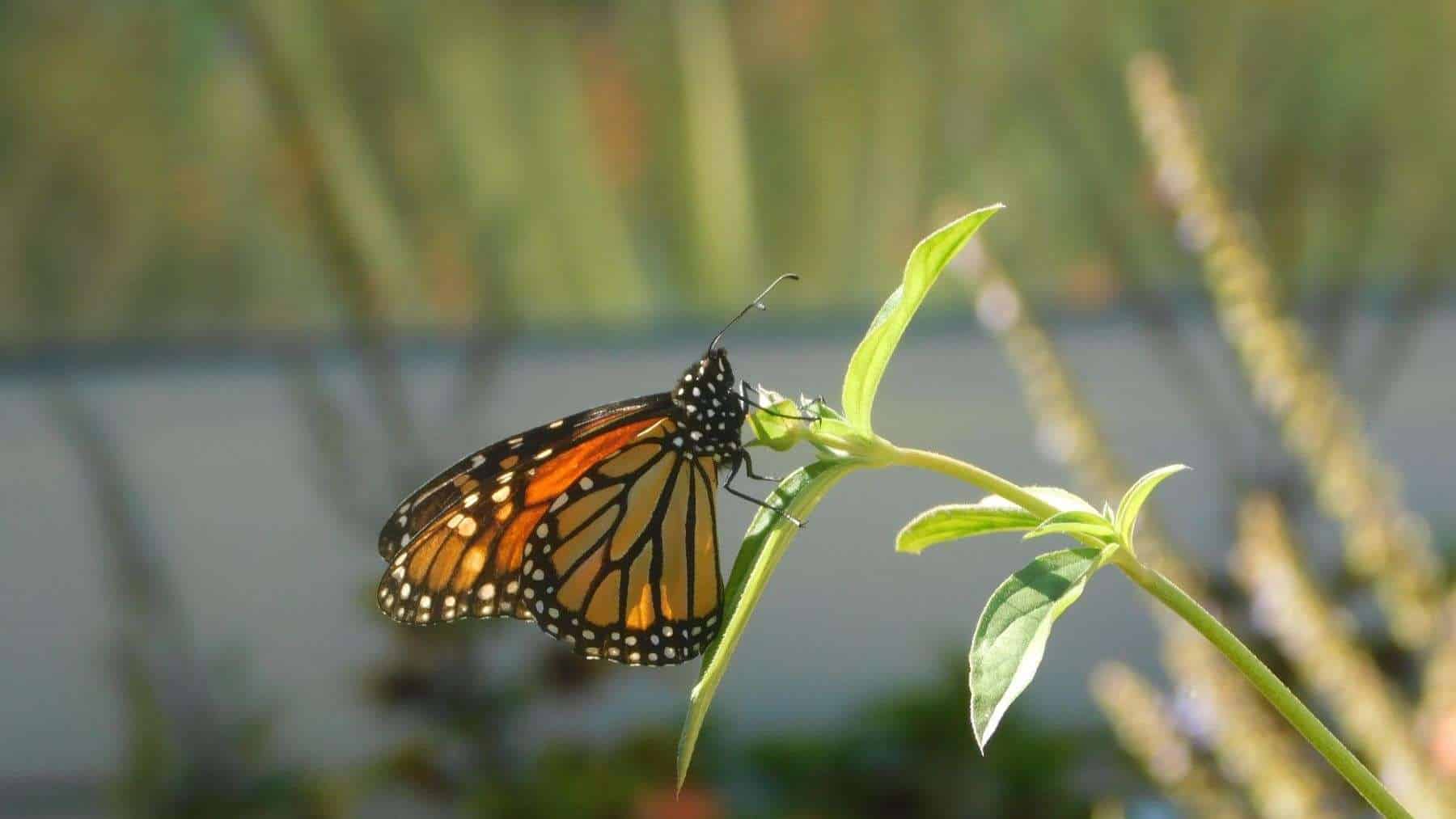 Thirty migrating monarchs in Wisconsin received solar-powered tags that nearby smartphones can detect during their journeys