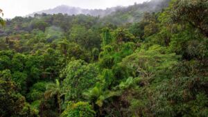 Tropical tree genomes reveal adaptations that may inform drought-resistant crop development 15 Tropical trees in South America s forests learned to drink in the dark and carry a centuries old genomic