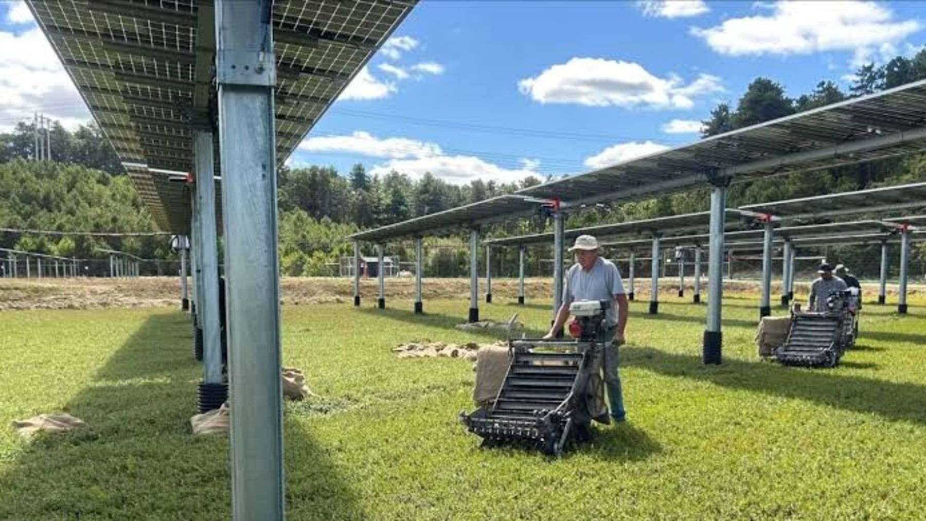 agrivoltaic harvest