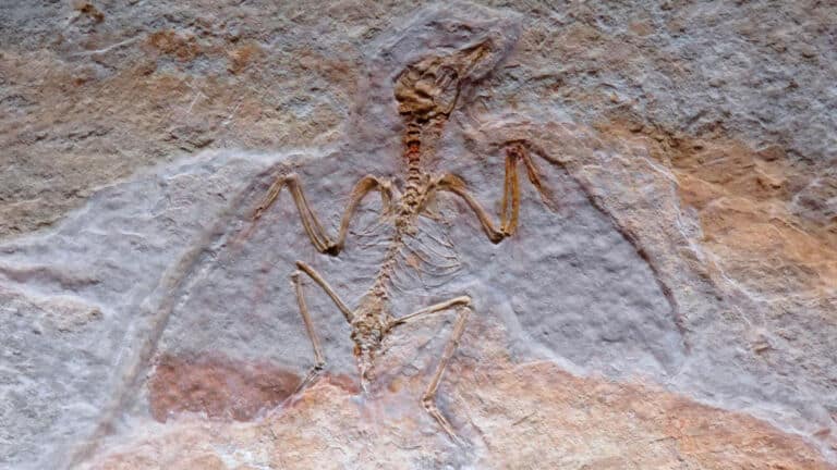 Zimbabwe s ancient riverbanks were hiding a 210 million year old dinosaur