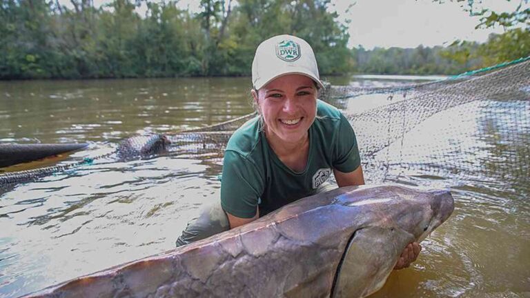 Biologists lift a huge tagged Atlantic sturgeon from a Maryland creek near a hydroelectric dam, endangered atlantic sturgeon