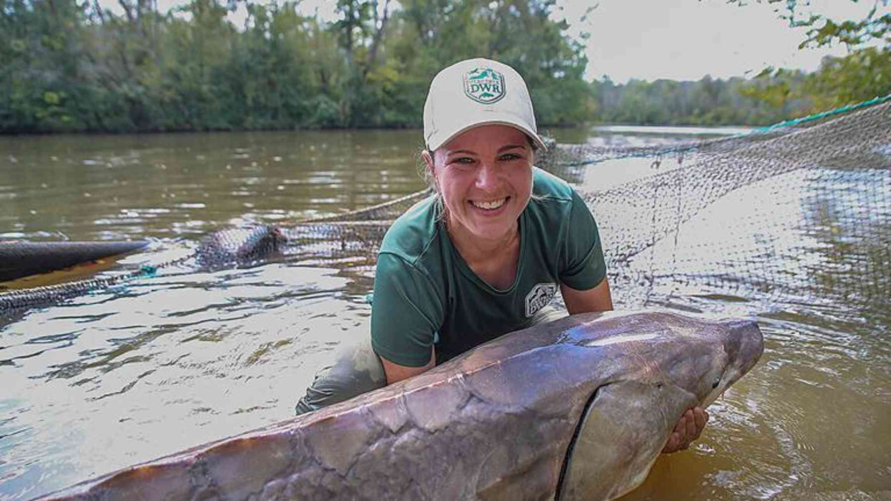 Biologists net an endangered Atlantic sturgeon of more than 200 pounds in a narrow Maryland creek, the largest female ever recorded there 1 Biologists lift a huge tagged Atlantic sturgeon from a Maryland creek near a hydroelectric dam, endangered atlantic sturgeon