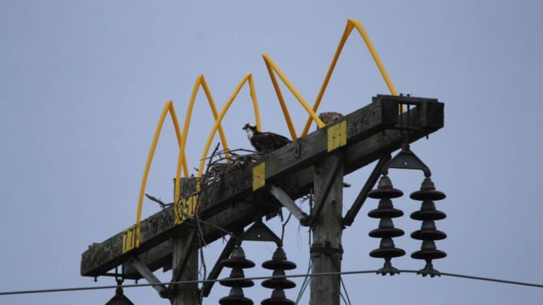 Osprey nest on a utility platform above a Maine power line pole, empty osprey platform