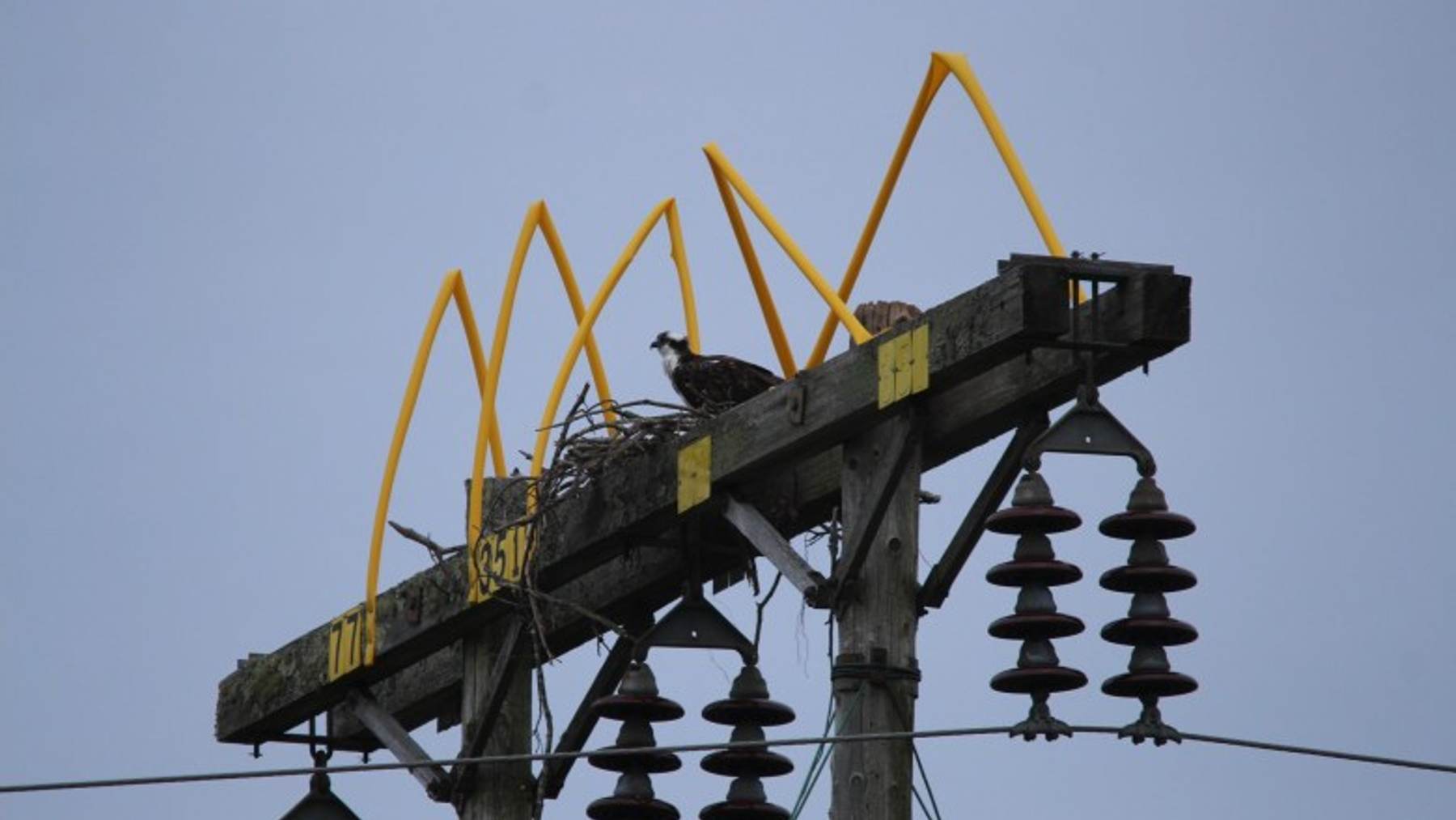 Birders watched an empty osprey platform beside a busy Maine highway for two full seasons, then a pair moved in and raised 2 chicks