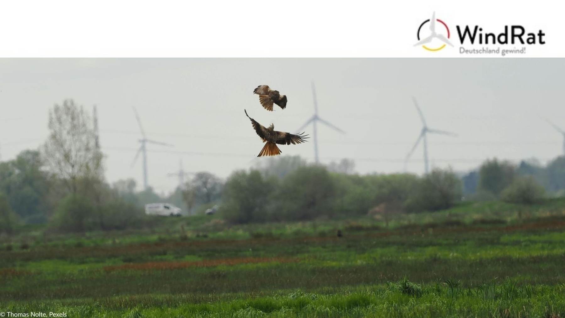 Cameras logged four million bird flights past a German wind farm’s spinning rotors, and almost none of the birds ever crossed into them