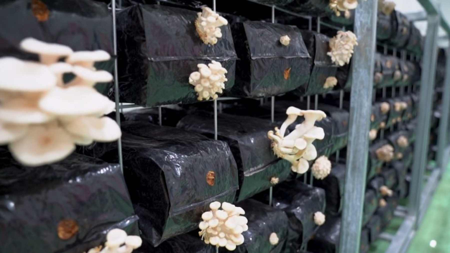 Mushroom growing racks fill the former Holden factory mushrooms assembly hall in Elizabeth, former car plant