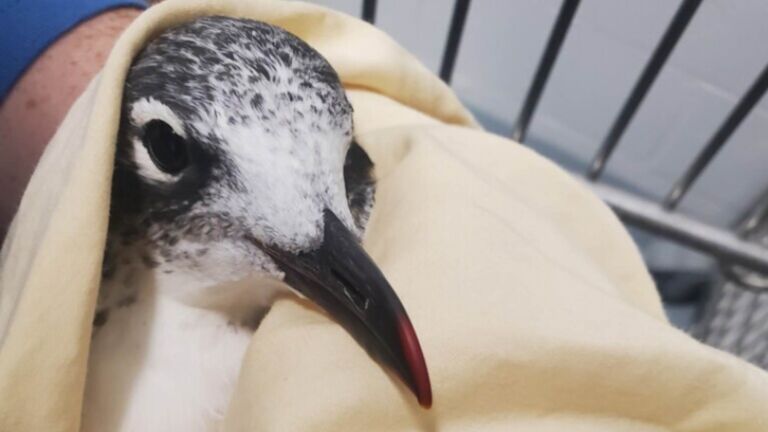 Volunteer rescues an injured gull after golf ball hail storm at Nebraska lake, golf balls hit