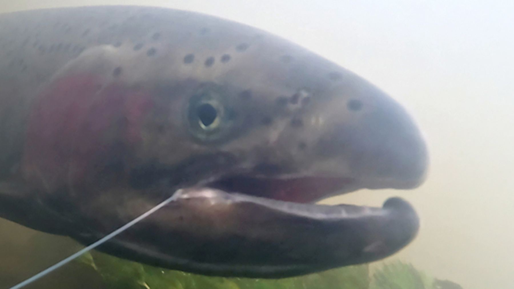 Steelhead that left Oregon’s upper Deschutes basin as juveniles swam a roughly 600-mile freshwater round trip and came back in numbers not seen since the dams went in, more than 950 adults in a single run