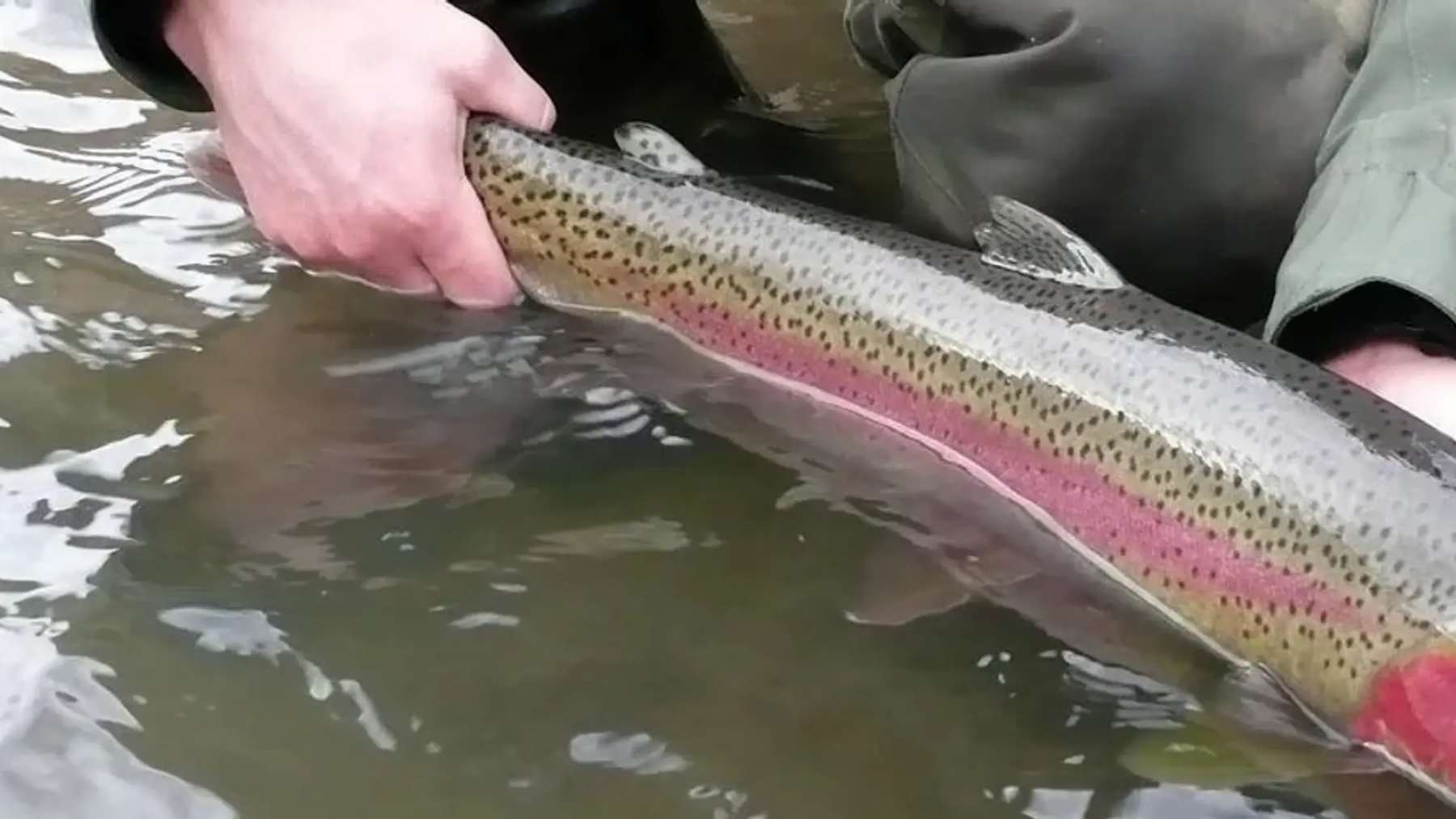 Chinook salmon leaping up a fish ladder on a narrow California river, narrow sierra foothill