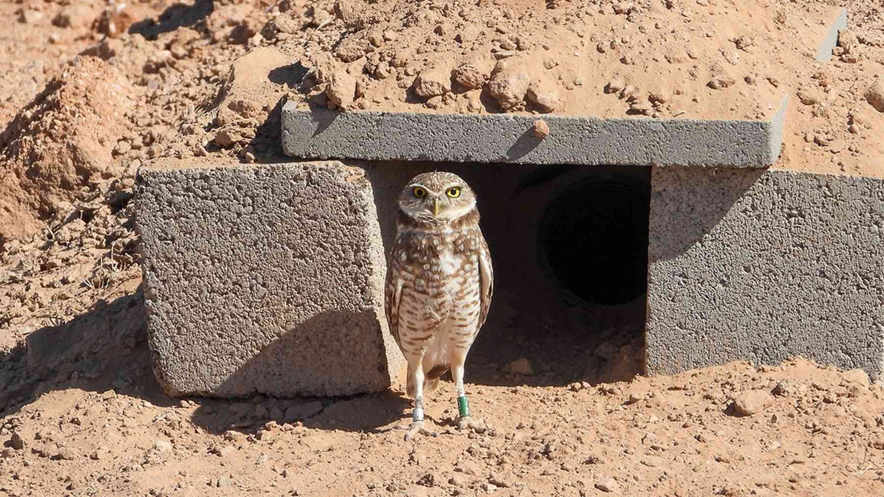 Nineteen owls evicted by an Arizona housing project moved into buried ...