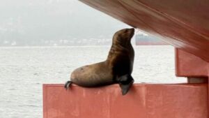 A sea lion climbed onto the rudder of a 2,500 pound class grain ship off Vancouver, and it posed for photos before vanishing overnight 8 A sea lion perched on the rudder of a grain ship anchored in English Bay, sea lion climbed