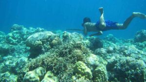 Sea nomad divers in an Indonesian stilt village turn out to have spleens about 50 percent larger than their land dwelling neighbors, a difference that shows up even in villagers who never dive 15 Bajau free diver spear fishing underwater near Indonesian stilt village, illustrating bajau divers spleens study, sea nomad divers