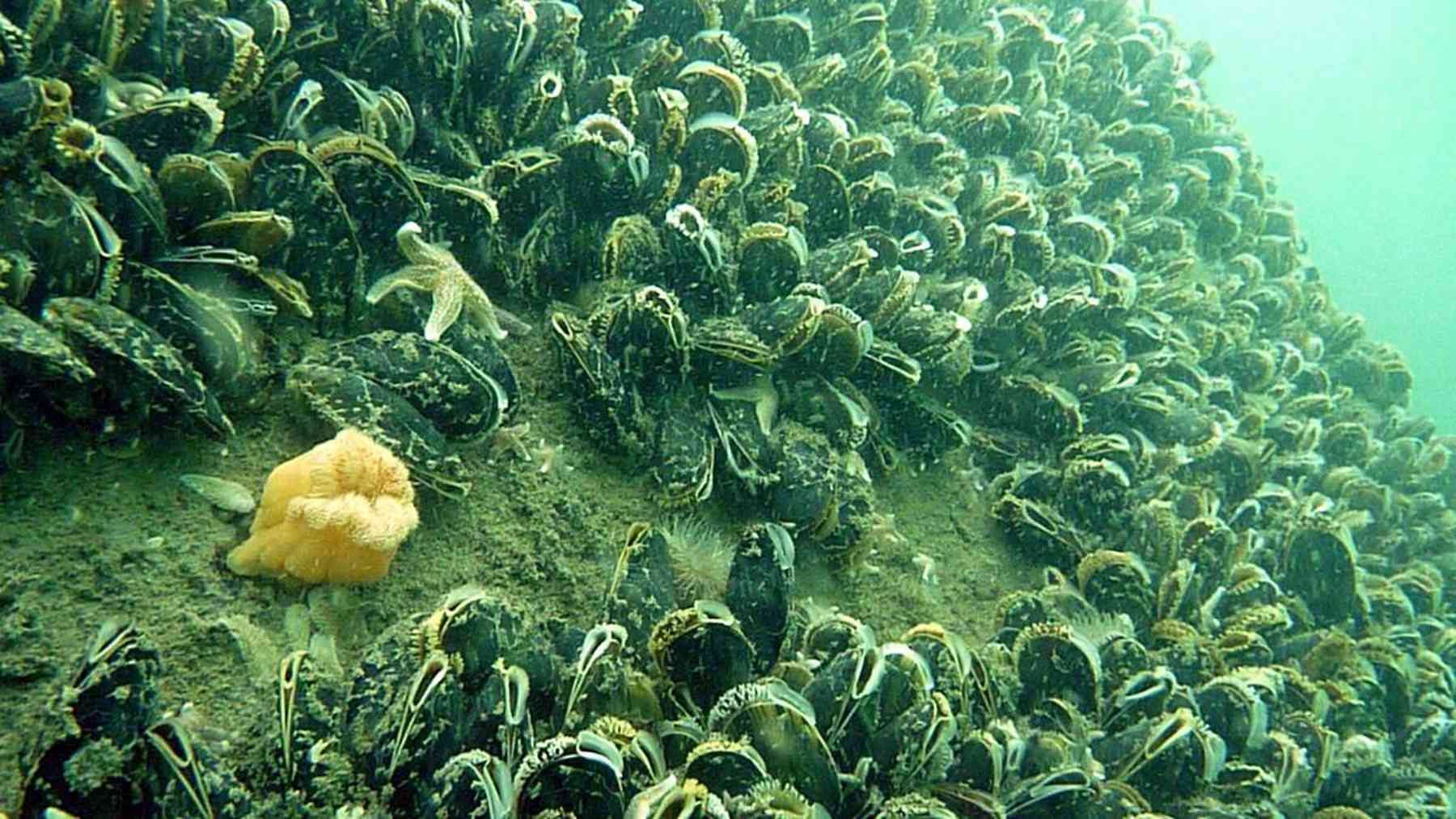 A single steel foundation in the North Sea sheds nearly 6,000 pounds of mussel biomass a year, and the falling shells build a new layer of hard ground on the soft seabed beneath it 1 Mussel shells crusting a North Sea wind turbine foundation underwater, single steel foundation