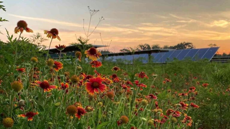 Native bees foraging on wildflowers under solar panels in a Minnesota field, native prairie plants