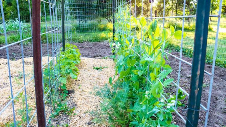 gloved hand spreading wood chips over bare garden soil in summer heat, spread 3 inches