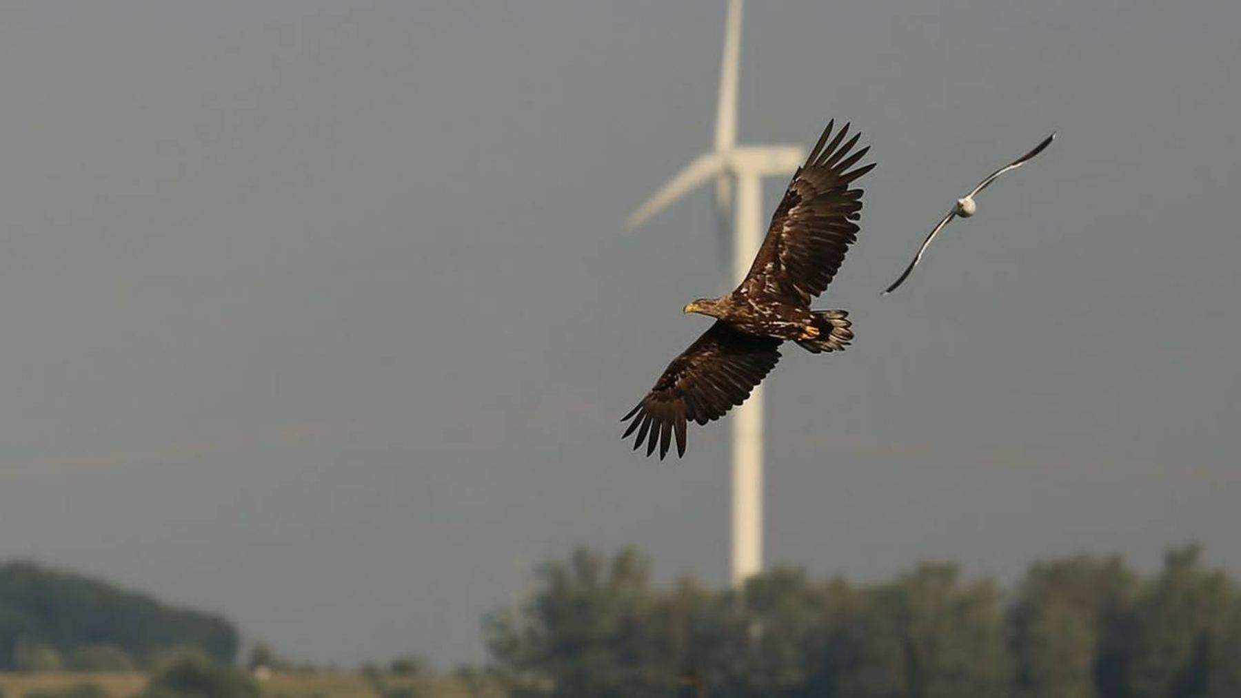 Wind turbines beside a shallow Dutch lake were ordered to stand still through daylight, twenty of thirty three machines, though only eleven have been cleared to spin again